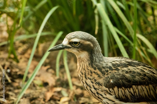 Fototapeta Close up of a bird with black beak