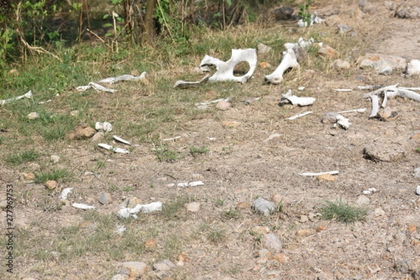 Obraz huesos animales exqueleto