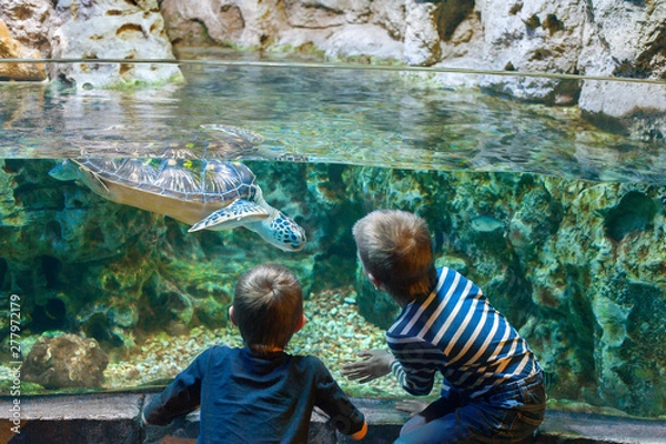 Obraz children watch the sea turtle in the aquarium