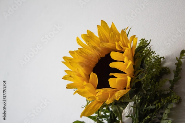 Obraz girasol