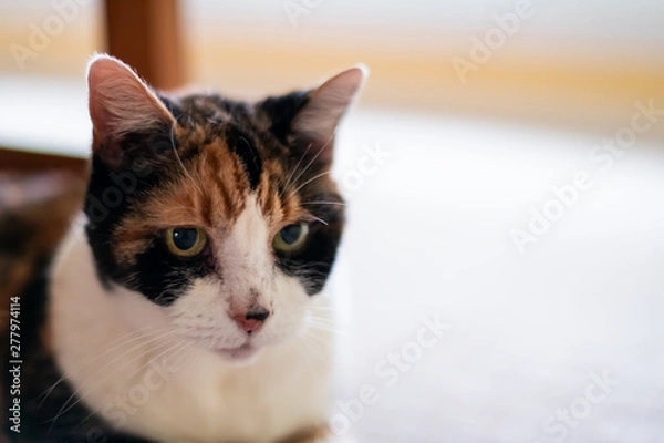 Fototapeta Closeup of senior old calico cat closeup cute face portrait looking straight with funny expression, big green eyes, bokeh