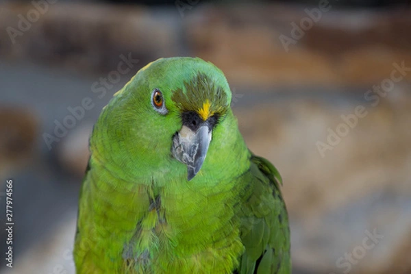 Fototapeta Green Amazon Parrot / Bird 
