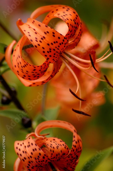 Obraz tiger lilly orange