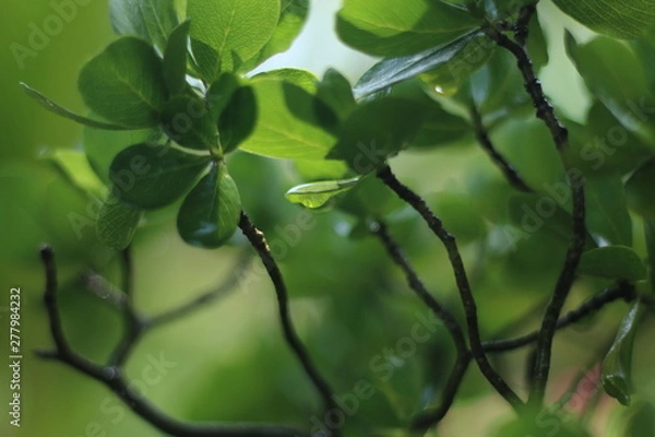 Fototapeta green leaves of a tree in spring