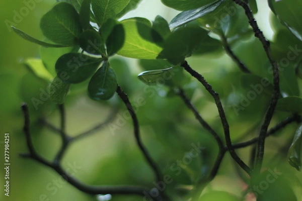 Fototapeta green leaves of a tree in spring