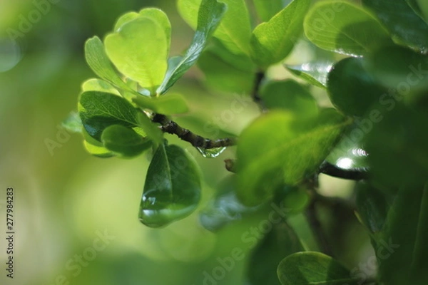 Fototapeta green leaves of tree