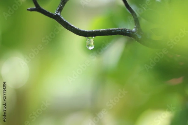 Fototapeta leaf with drops of water