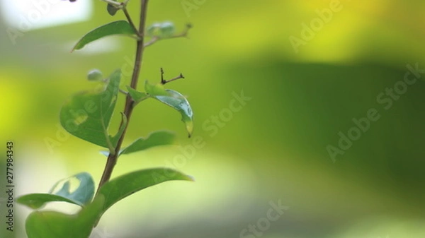 Fototapeta background with green leaves