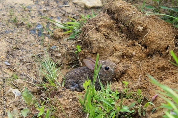 Obraz Small Brown Eastern Cottontail Rabbit in the Wild
