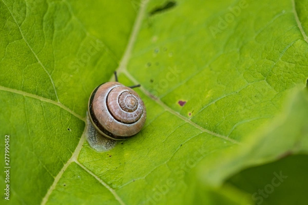 Fototapeta one small snail resting on big green leaf under the shade