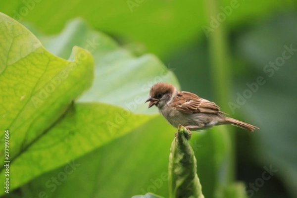 Obraz 蓮の葉っぱの上で叫ぶスズメ