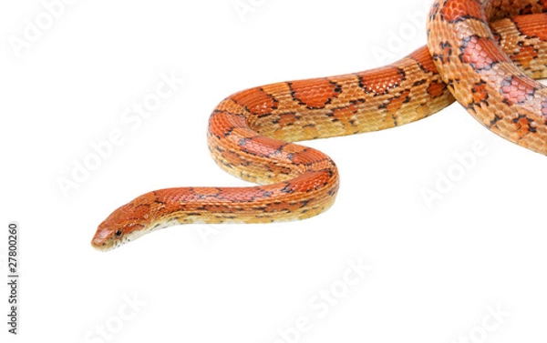 Obraz Corn snake on the white (Elaphe guttata)