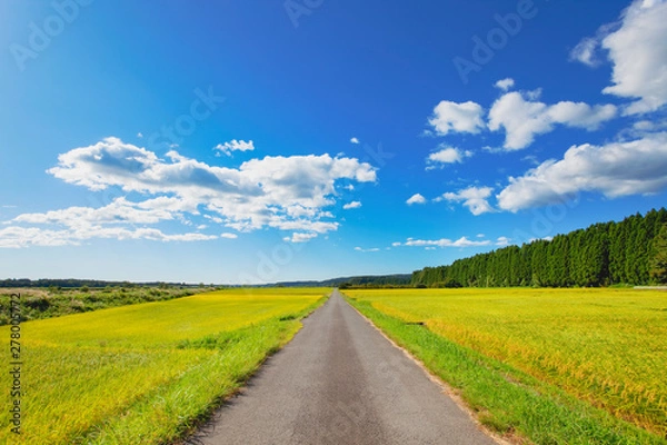 Fototapeta 秋の稲田と農道