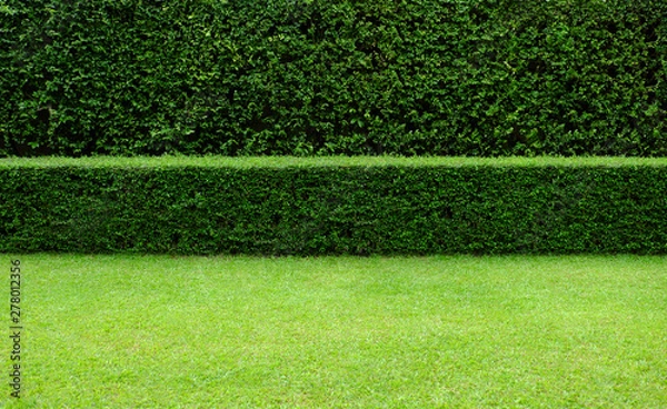 Fototapeta Long tree hedge, double layers (two steps); small and tall hedge.	