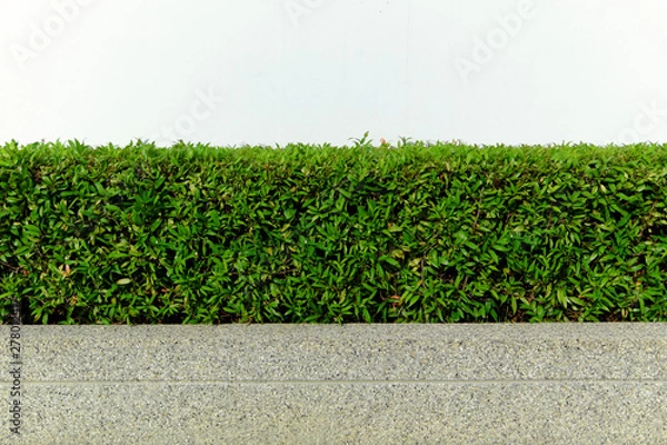 Fototapeta Trees hedge and pebble stones wall. Upper part isolated on white background.