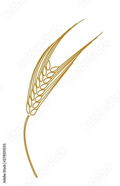 Obraz Ear of rye,wheat,barley, plant icon,isolated on white.Flat design,sign,logo.Vector image
