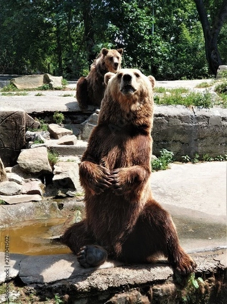 Obraz A large brown bear is sitting on the stones and has raised its paws in close-up.