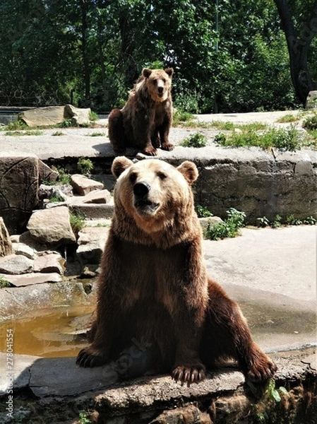 Obraz The image of a large brown bear with hanging hair among the stones.