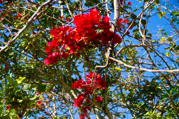 Obraz Winter Flowers