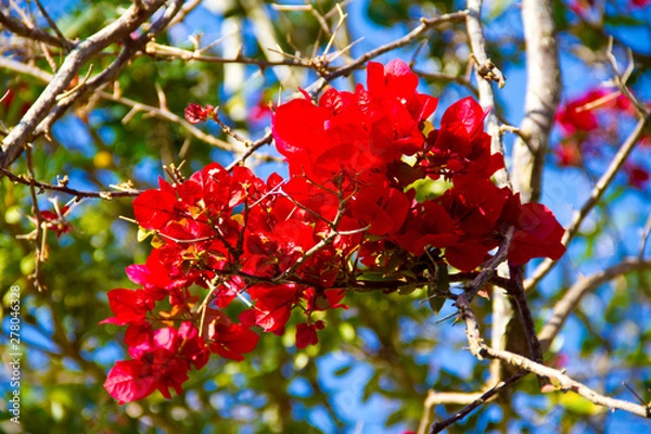 Obraz Winter Flowers