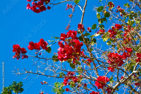 Obraz Winter Flowers