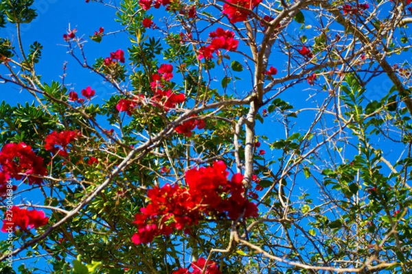 Obraz Winter Flowers