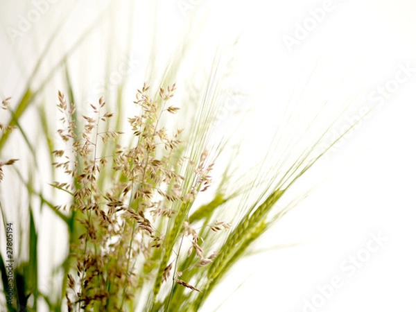 Obraz gräser