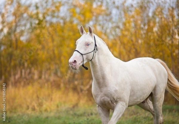 Fototapeta Isabel stallion frolics in the autumn fields