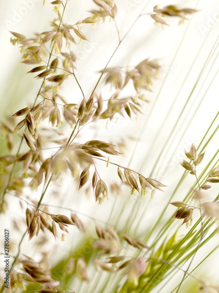 Obraz gräser