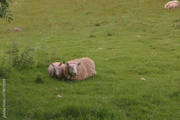 Fototapeta Mouton Ecosse