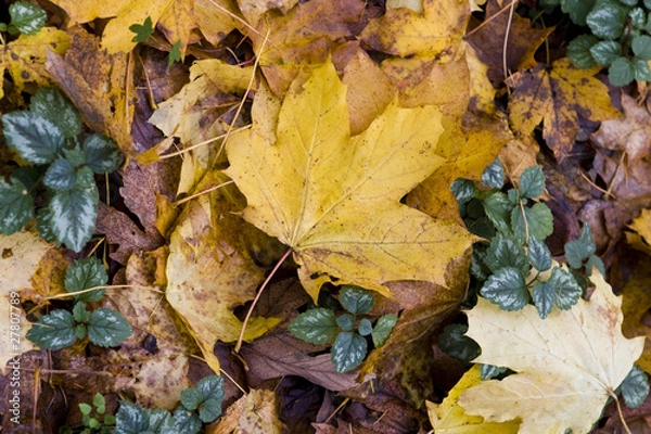 Fototapeta Herbst Laub