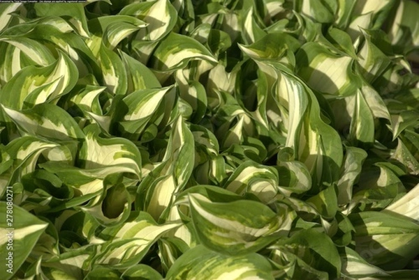 Obraz green color background