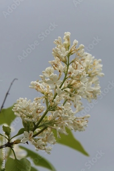 Obraz white garden lilac