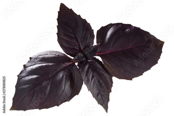 Fototapeta Purple basil o. basilicum, paths
