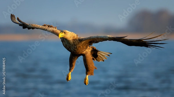 Fototapeta White tail eagle