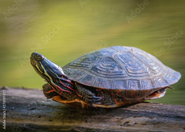 Obraz Painted Turtle - Chrysemys Picta - Resting 