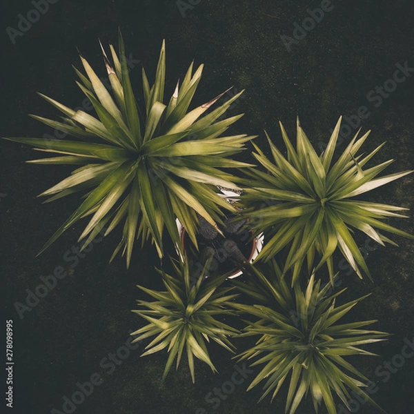Obraz palm tree from above