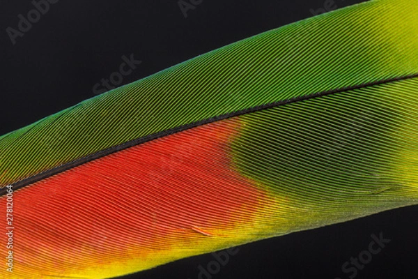 Fototapeta Bird feather color close-up isolated on a black background, floating, light, and airy.