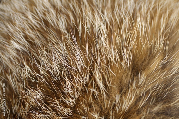 Obraz fox fur