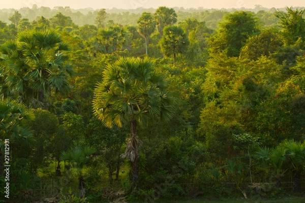 Obraz Cambodian Jungle