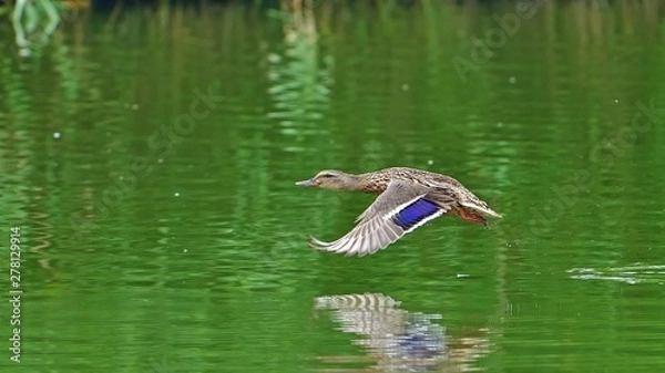 Fototapeta カルガモの離水シーン