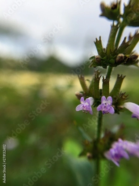 Obraz flowers in garden