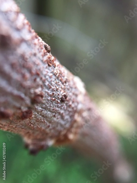 Fototapeta raindrops on a leaf