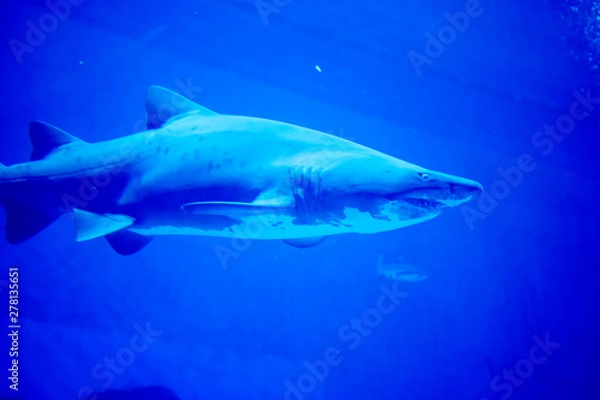 Obraz Blurry photo of a Tiger Shark in a blue aquarium. Big teeth of a Tiger Shark