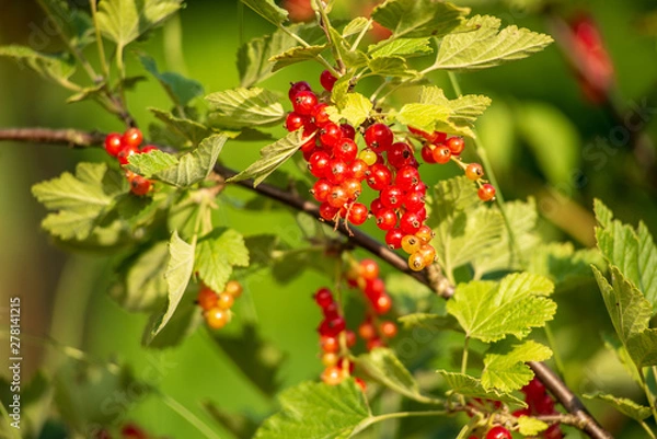 Fototapeta Currant tree with ripe fruits  close up under bright sunshine