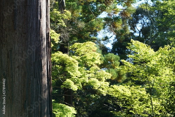Fototapeta 神木と緑の風景