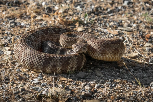 Obraz Coiled Northern Pacific Rattlesnake in Defensive Position - Sierra Nevada