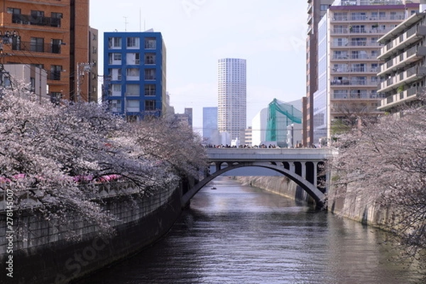 Obraz 目黒新橋と桜の風景
