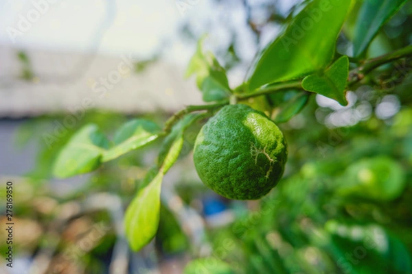 Obraz fresh green rough bergamot fruits on tree