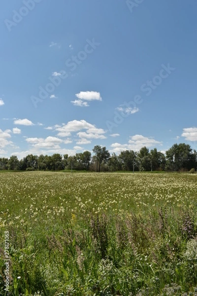 Obraz Green field and blue sky